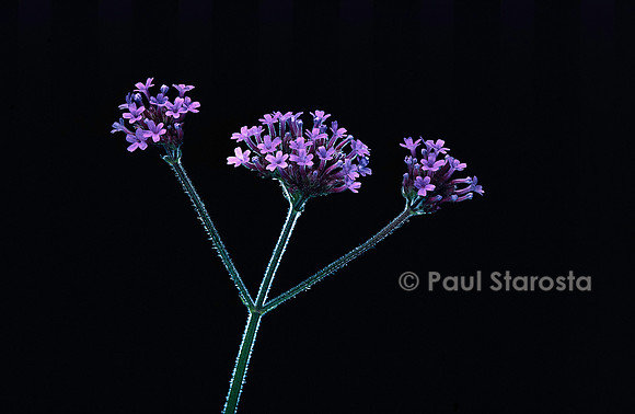 Verbena bonariensis (verveine de Buenos-Aires)