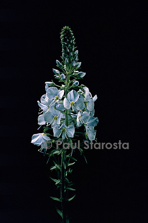 Veronica spicata ‘Blauteppich’ (véronique en épi)