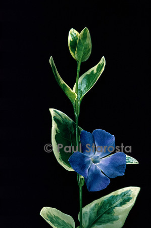 Vinca major ‘Variegata’ (grande pervenche panchée)