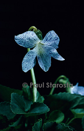 Viola sororia ‘Freckles’ (violette)