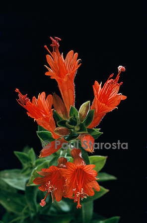 Epilobium canum ssp. angustifolium (fuchsia de Californie)