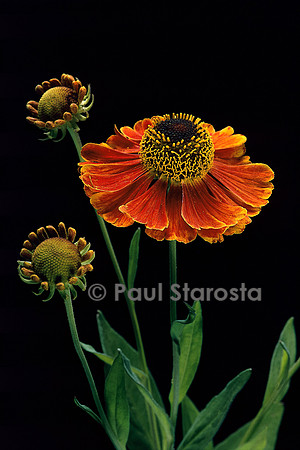 Helenium ‘Moerheim Beauty’