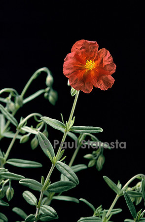 Helianthemum X ‘Fire Dragon’ (hélianthème)