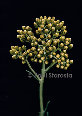 Helichrysum angustifolium (immortelle d’Italie, herbe à curry)