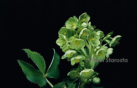 Helleborus corsicus (hellébore de Corse)