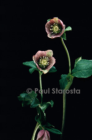 Helleborus purpurascens (hellébore pourpre)