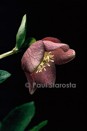 Helleborus purpurascens (hellébore pourpre)