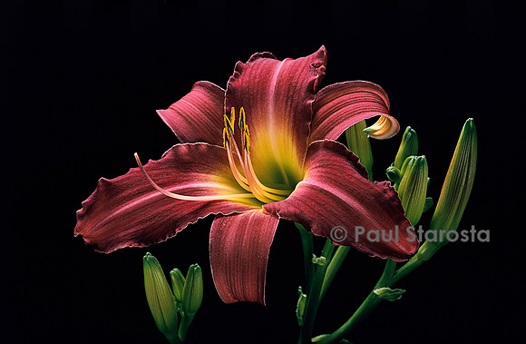 Hemerocallis ‘Charlemagne’ (hémérocalle, lis d’un jour)