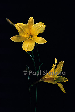 Hemerocallis ‘Corky’ (hémérocalle, lis d’un jour)