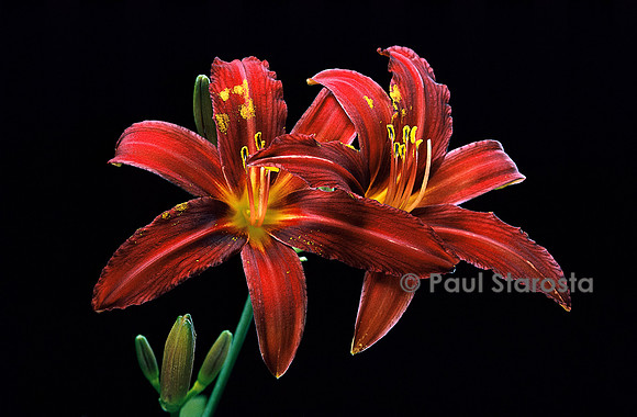 Hemerocallis ‘Crimson Pirate’ (hémérocalle, lis d’un jour)