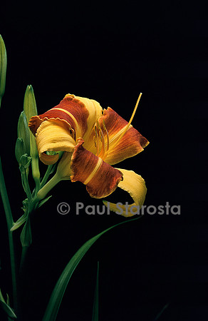 Hemerocallis ‘Frans Hals’ (hémérocalle, lis d’un jour)