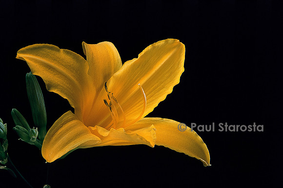 Hemerocallis ‘Révérend Traub’ (hémérocalle, lis d’un jour)