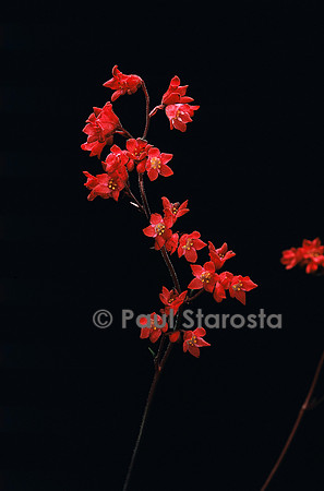 Heuchera ‘Bressingham Hybrids’ (heuchère)