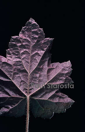 Heuchera micrantha ‘Palace Purpule’ (heuchère)