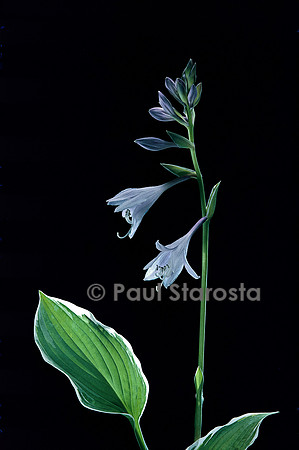 Hosta fortunei ‘Albomarginata’