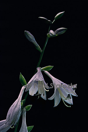 Hosta undulata ‘Variegata’