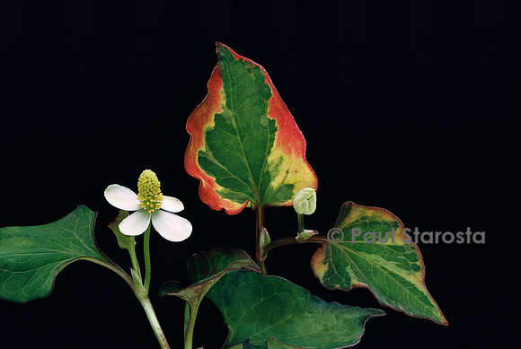 Houttuynia cordata ‘Chameleon’ (poivrier de Chine)