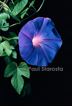 Ipomoea indica (ipomée)