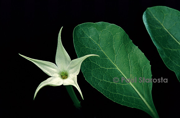 Jaborosa integrifolia