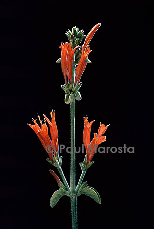 Dicliptera suberecta