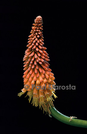 Kniphofia hybride (tritome)