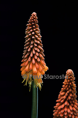 Kniphofia hybride (tritome)