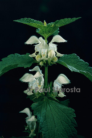 Lamium album (lamier blanc)