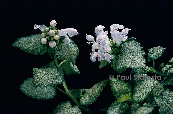 Lamium maculatum ‘White Nancy’