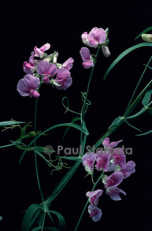 Lathyrus latifolius (pois vivace)