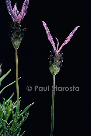 Lavandula stoechas ssp. pedunculata (lavande papillon)