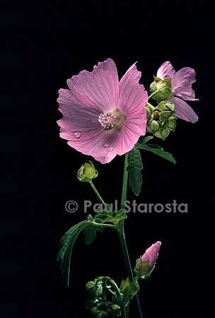 Lavatera thuringiaca (lavatère)