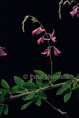 Lespedeza thunbergii