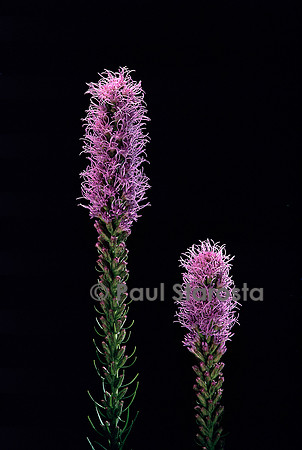 Liatris spicata (plume du Kansas)