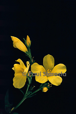 Linum flavum (lin jaune)