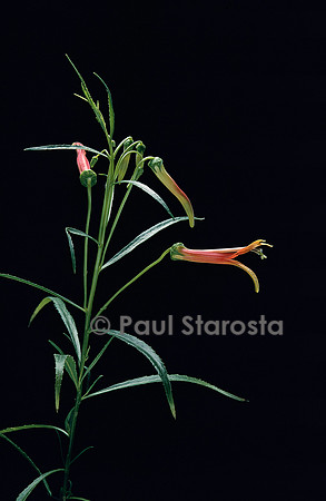 Lobelia laxiflora