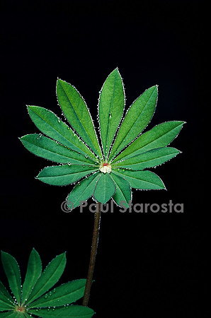 Lupinus Russel-Hybrids (lupin)