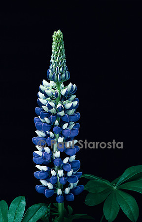Lupinus Russel-Hybrids (lupin)