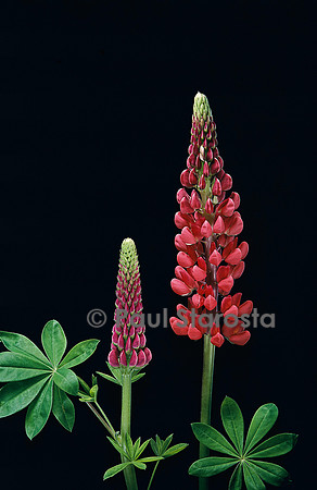 Lupinus Russel-Hybrids (lupin)