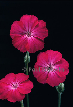 Lychnis coronaria (coquelourde)