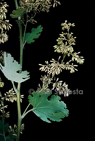 Macleaya cordata