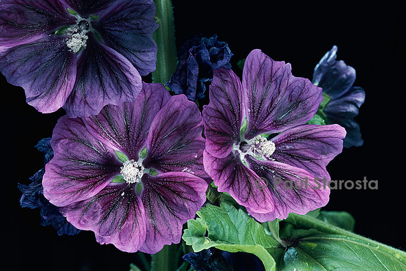 Malva sylvestris v. mauritiana (mauve)