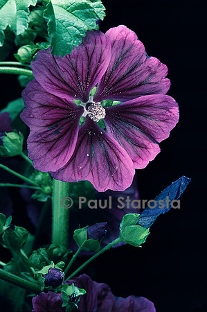 Malva sylvestris v. mauritiana (mauve)