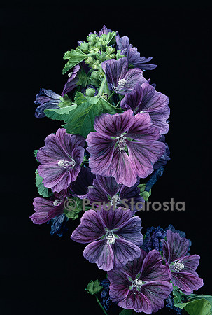 Malva sylvestris v. mauritiana (mauve)