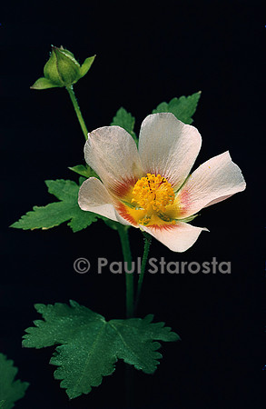 Malvastrum lateritium