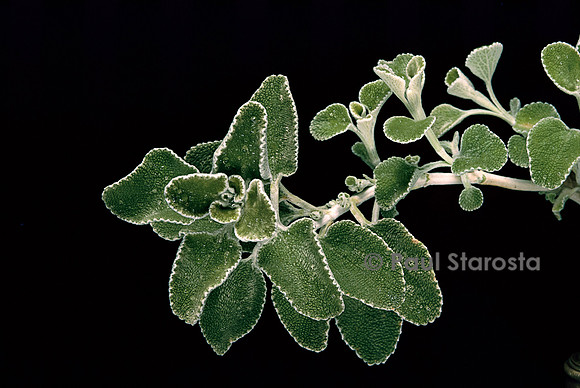 Marrubium cylleneum (marrube)