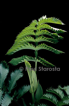 Melianthus major