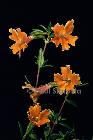 Mimulus aurantiacus (mimule)