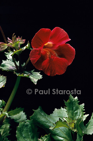 Mimulus cupreus ‘Red Emperor’ (mimule)