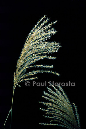 Miscanthus sacchariflorus