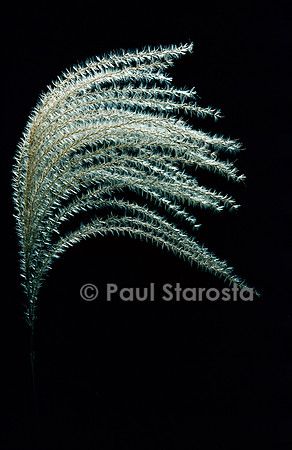 Miscanthus sacchariflorus